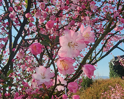 서부해당화축제