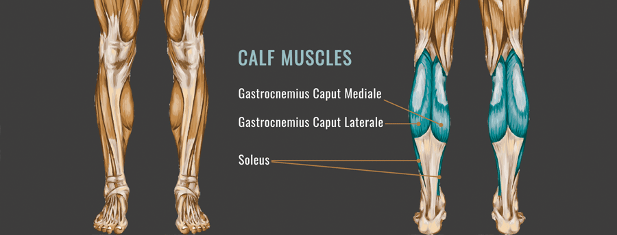 종아리 근육의 비복근과 가자미근 위치
