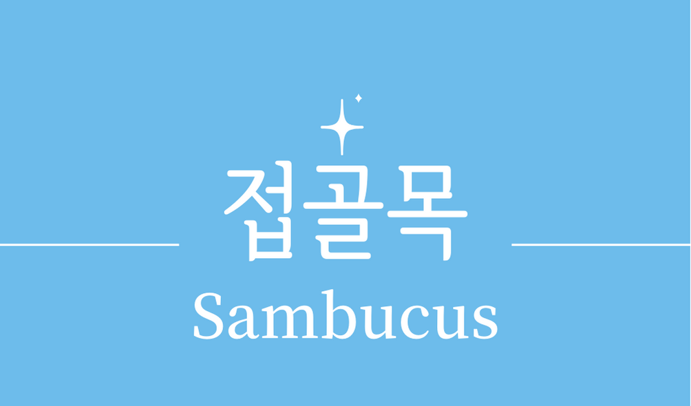 &#39;접골목(Sambucus)&#39;