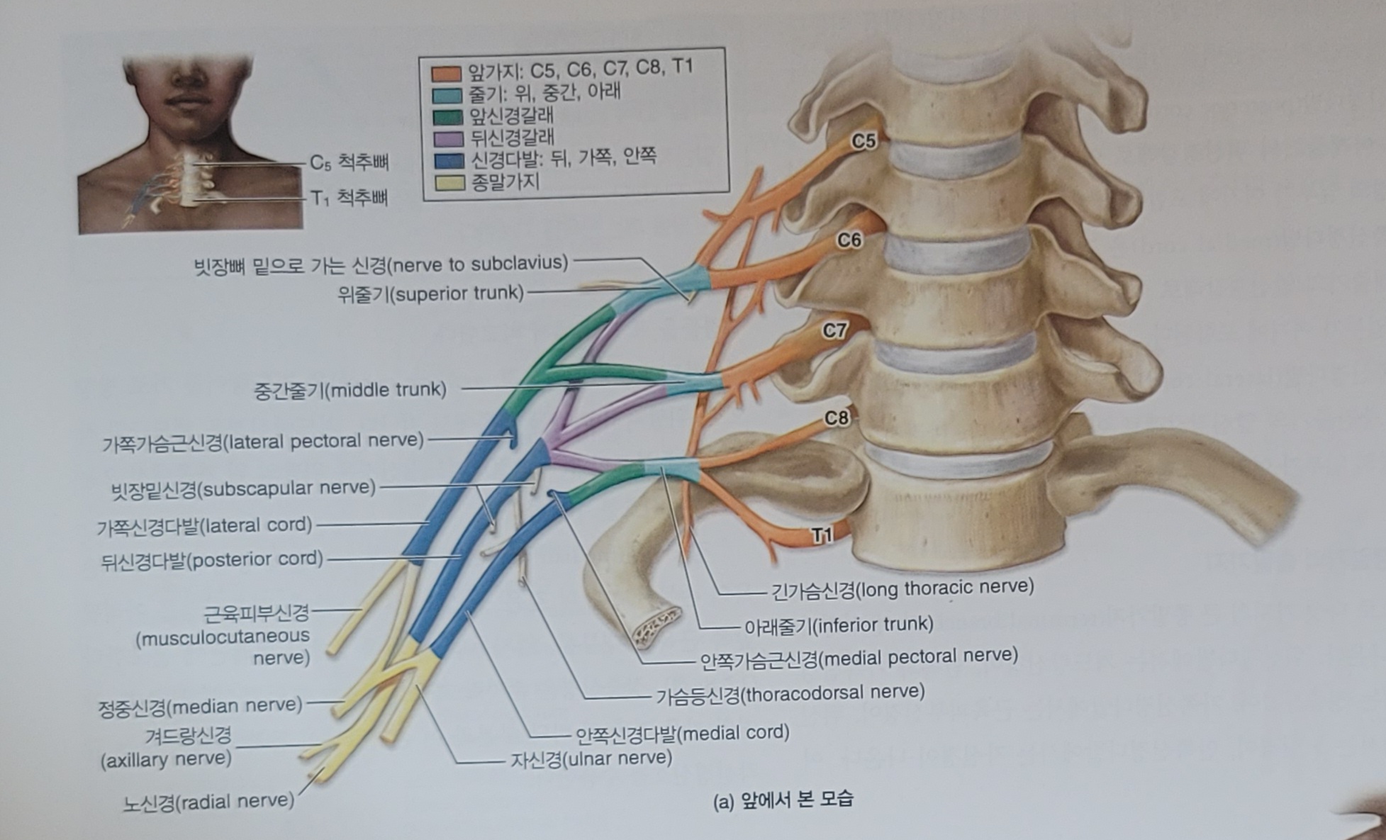&#39;경추5에서부터 흉추1번까지에서 나와 어깨와 팔 손을 지배하는 완신경총입니다&#39;