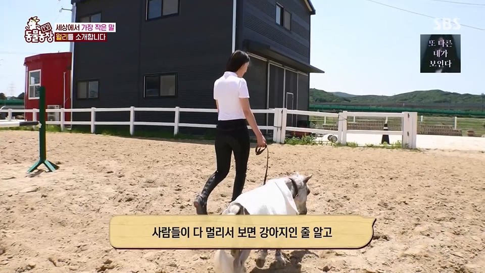 TV 동물농장.E1126.230625p.H264-F1RST.mp4_20230626_204259.189.jpg