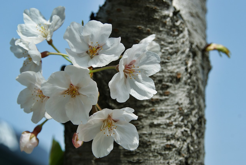 고목에핀 벚꽃