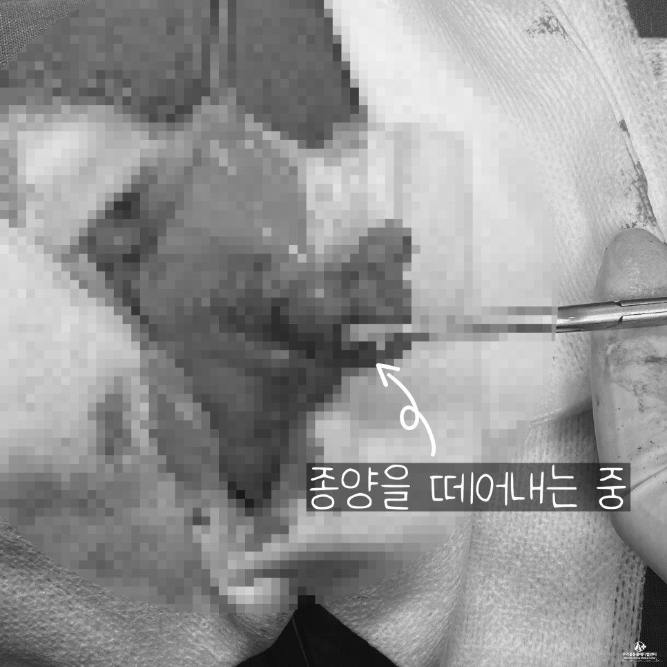 수술 후 마시티닙 항암치료 13살 노령견 강아지 위암 16