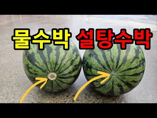 맛있는 수박 고르는법 5가지 feat 좋은 수박 암수 구별법_3