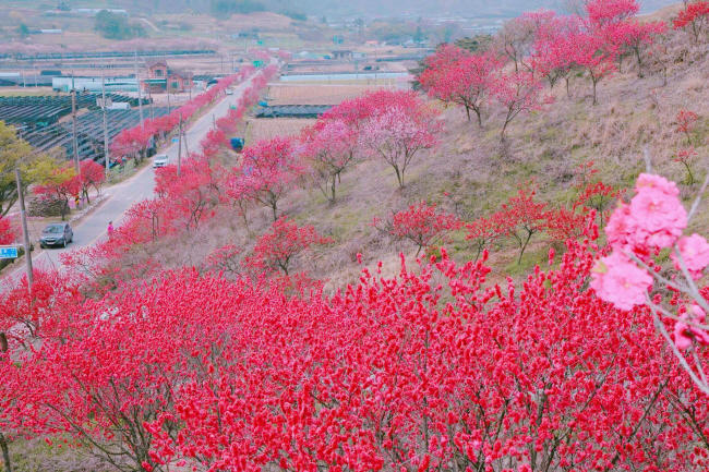 가득한;꽃 이미지