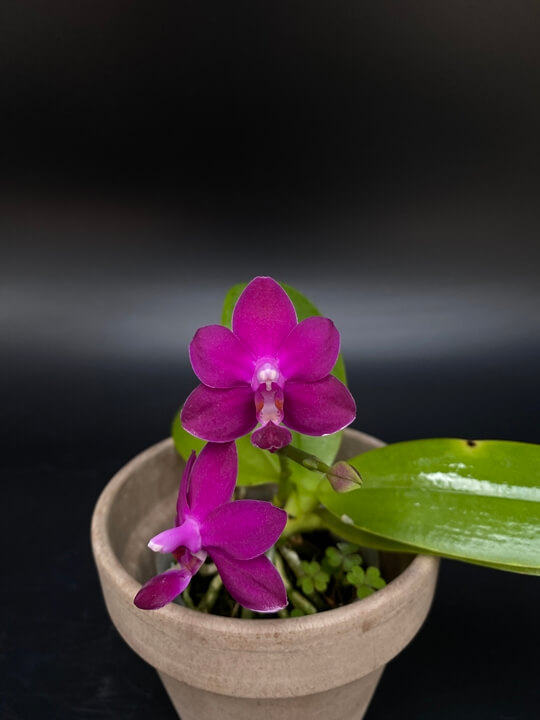 Phalaenopsis Sapphire&#39;s Galah 꽃사진