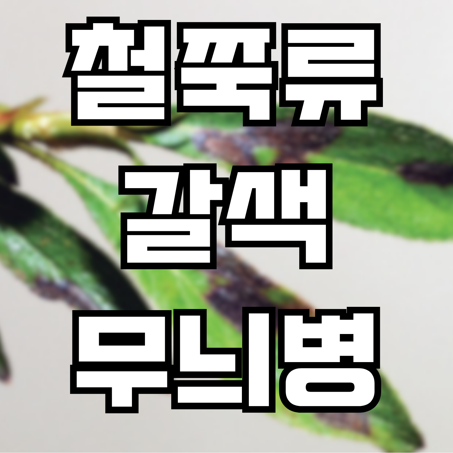 철쭉류 갈색무늬병