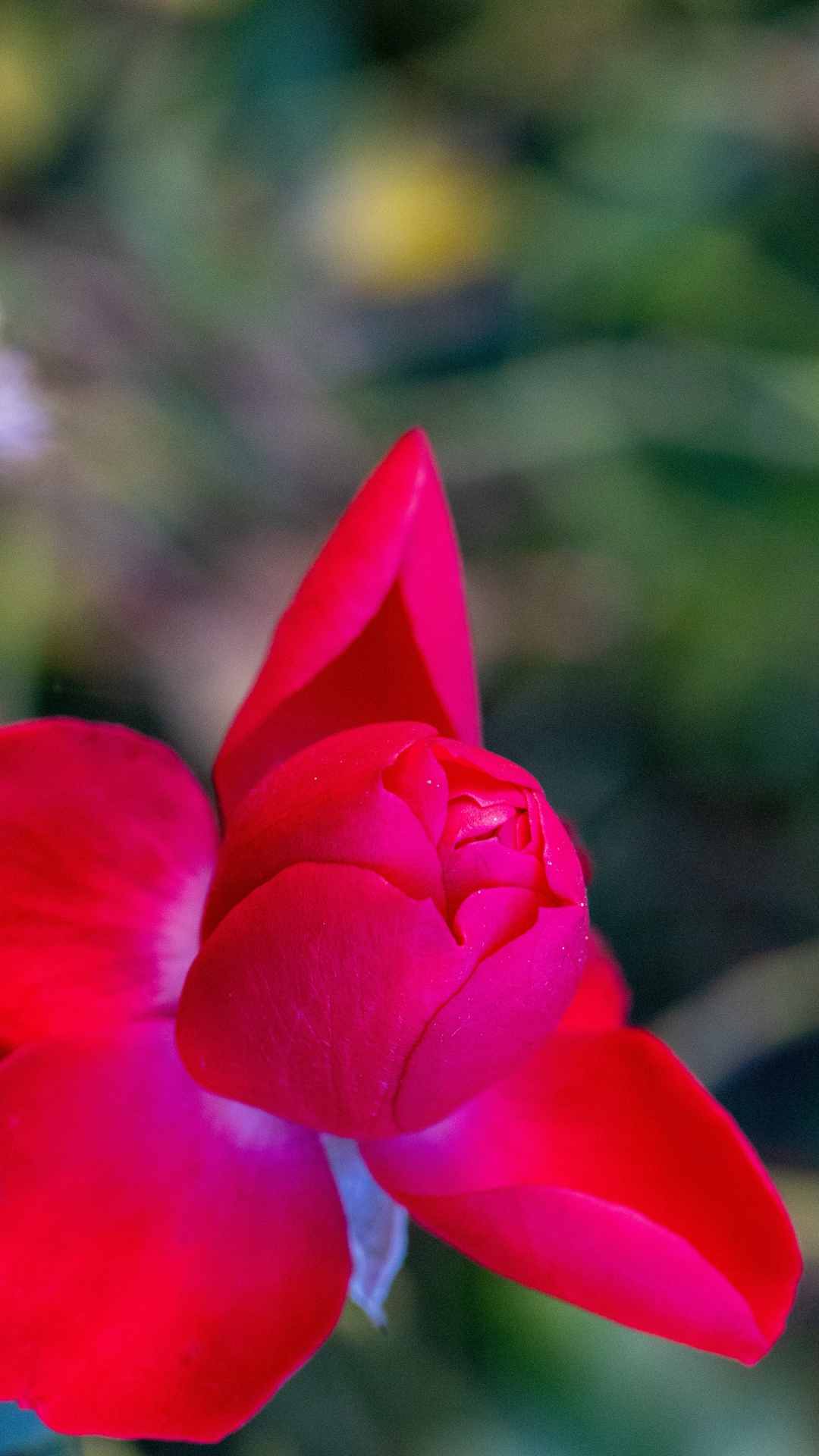 Rose Flower iPhone Wallpaper