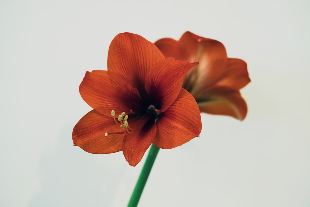 Amaryllis