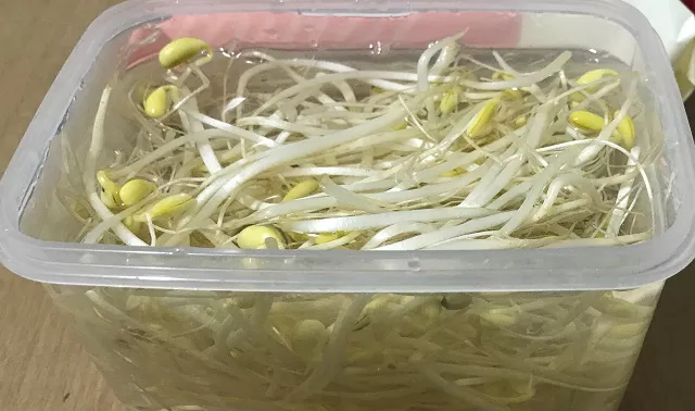 콩나물 오래 보관하기 1