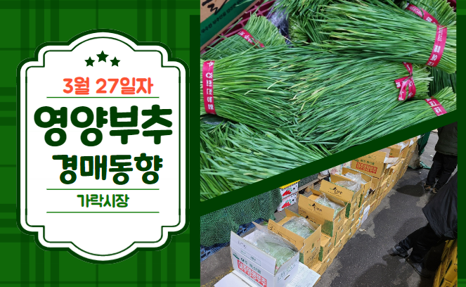  [경매사 일일보고] 3월 27일자 가락시장 영양부추 경매동향을 살펴보겠습니다!