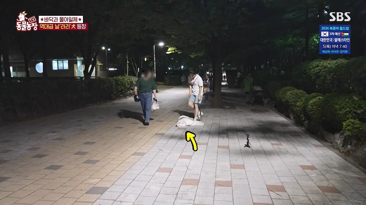 TV 동물농장.E1187.240902p-NEXT.mp4_20240901_155446.482.jpg