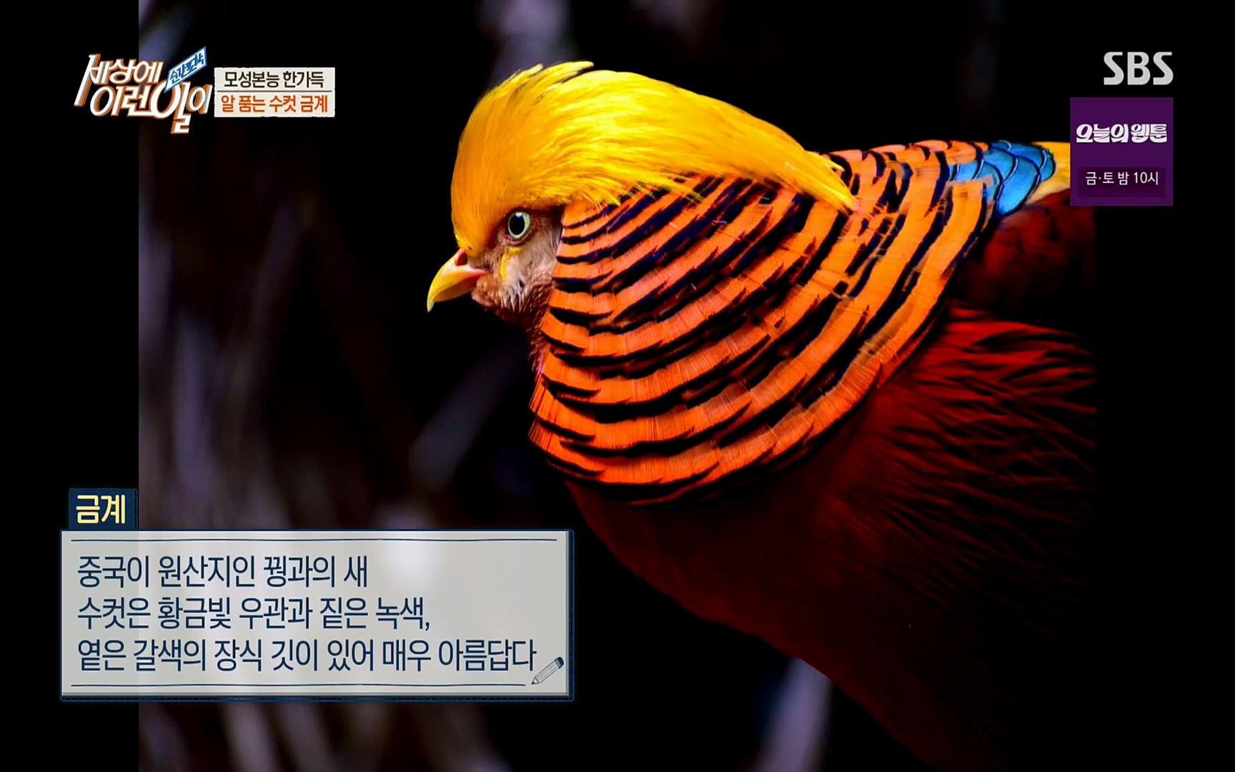 순간포착 세상에 이런일이.E1191.220802p.H264-F1RST.mp4_20220803_195843.696.jpg