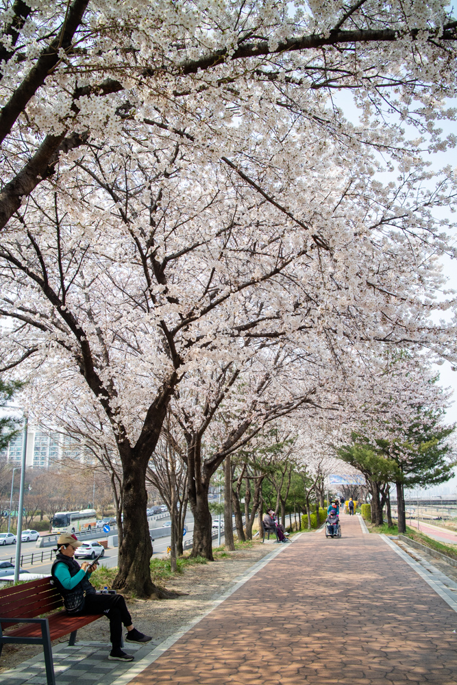 2023년 3월 29일 최근 금천구 안양천 벚꽃길 근황