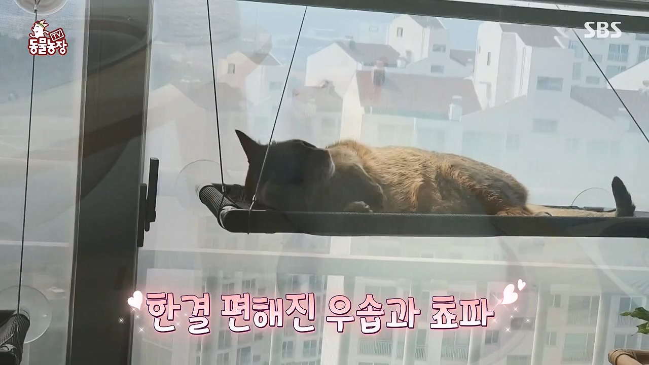 TV 동물농장.E1137.230911p-NEXT.mp4_20230910_183221.499.jpg
