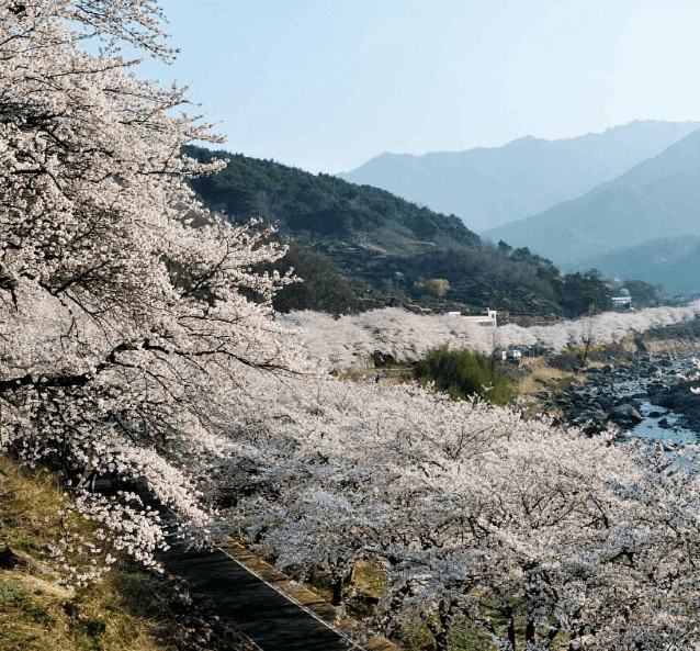 하동 십리벚꽃길, 봄날의 추억을 찾을 수 있는 힐링여행지