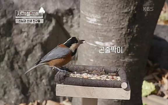 [3회] 자연의 철학자들 - KBS새처럼 살고 싶어라] 자연이라는 위대한 법당에서 숲의 울림, 새들의 소리를 들으며 깨달음을 얻은 도연 스님.ts_20220320_151954.385.jpg