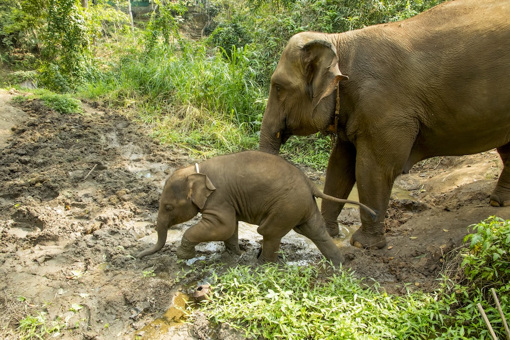 치앙마이의 코끼리 사진입니다