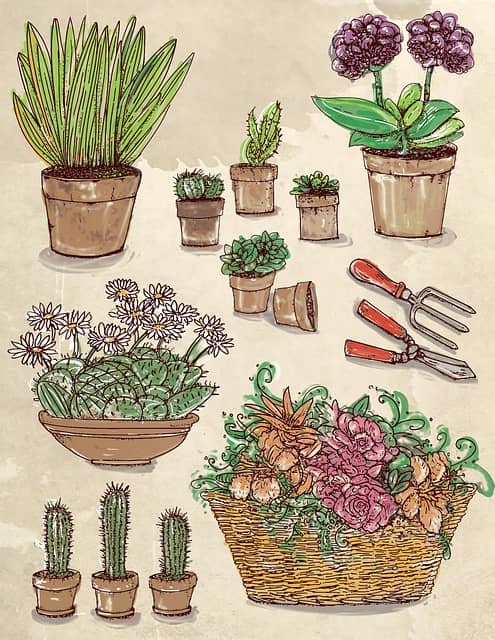 초보자를 위한 실내식물 기본 도구 – 필요한 준비물과 선택 기준 - Indoor Plant Selection Tips for Beginners