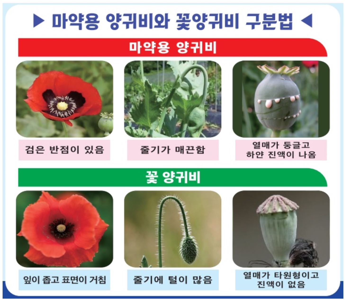  시골 텃밭 양귀비 주의보