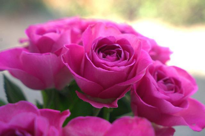 분홍색 장미 꽃다발