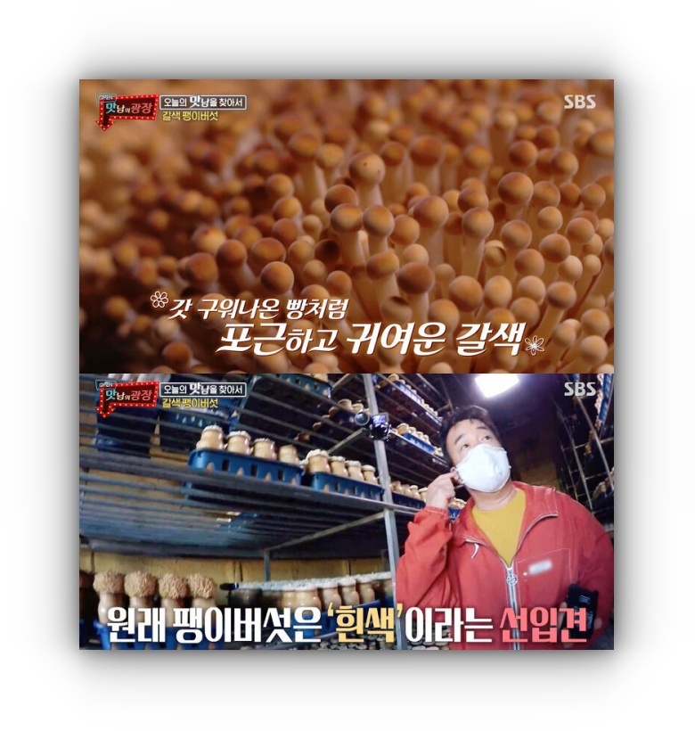  갈색 팽이버섯의 비밀 : 상한 것이다?