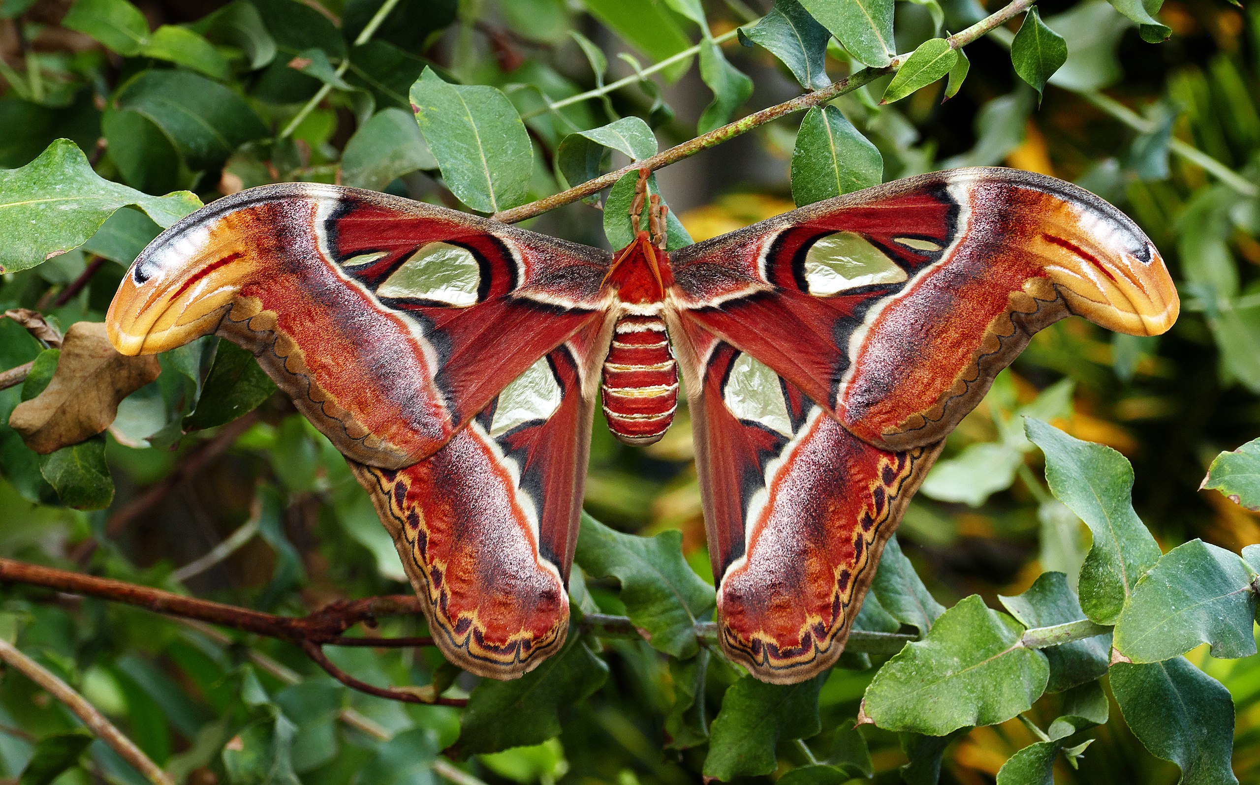 [곤충 백과] 아틀라스나방 (학명: Attacus atlas 영명: Atlas Moth)