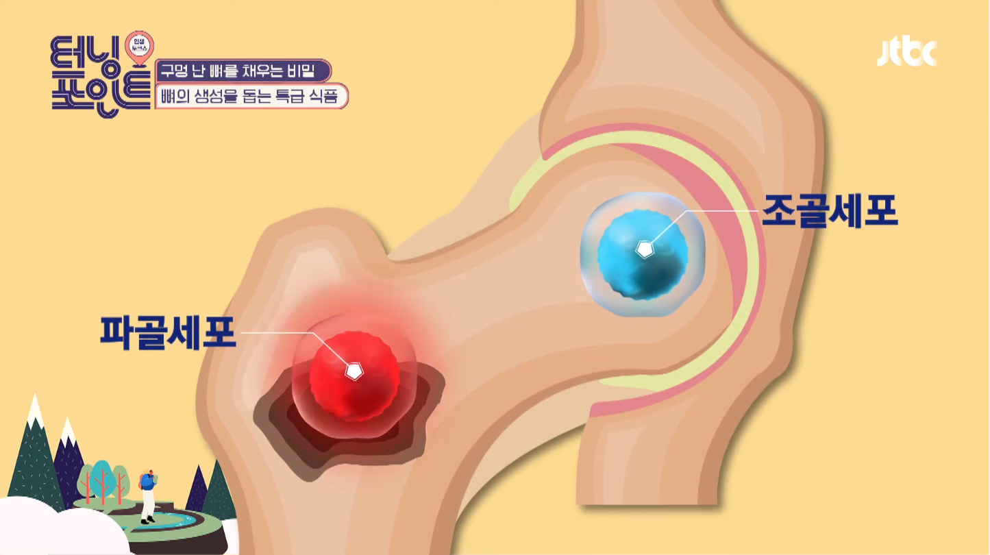  뼈를 재생시키는 MBP 가루