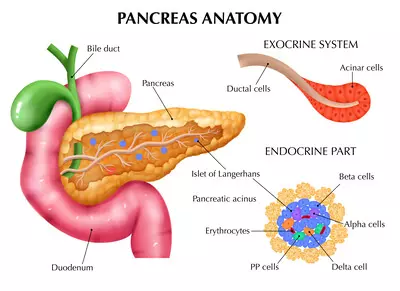 pancreas anatomy medical illustration
