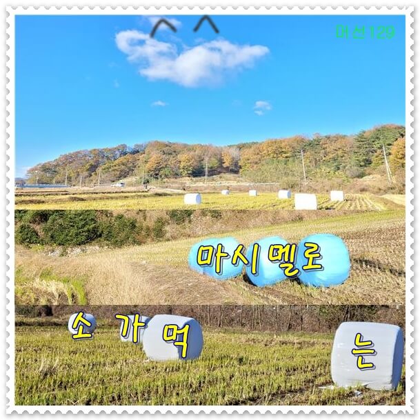 소가 먹는 마시멜로