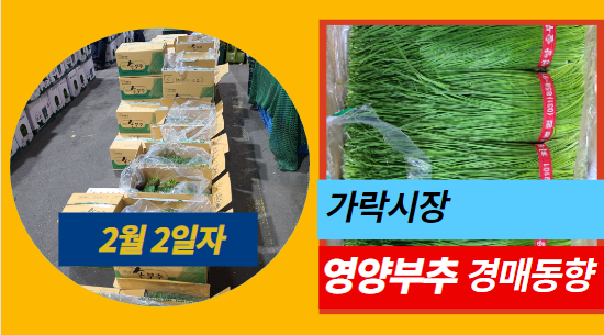  2월 2일자 가락시장 "영양부추" 경매동향을 살펴보겠습니다!