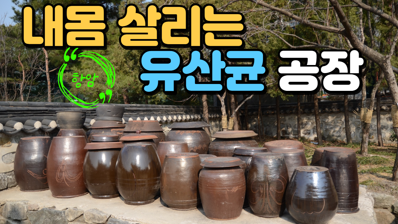  김치의 효능