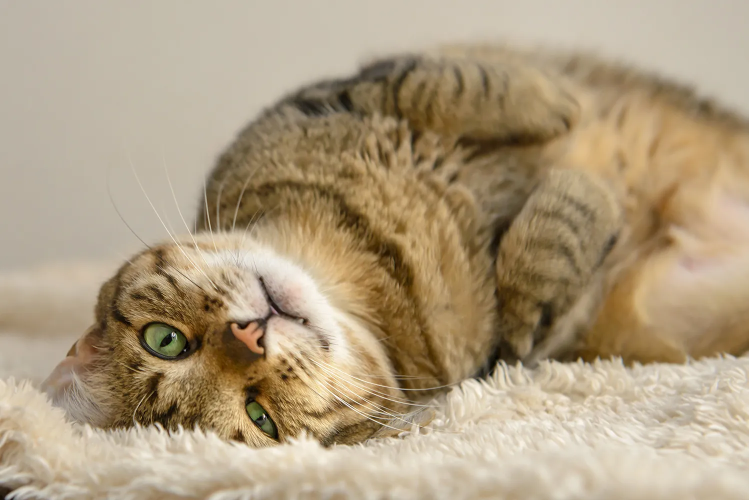 카펫에-누워있는-고양이