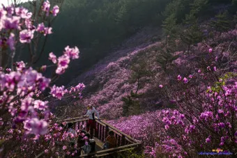 천주산 진달래축제 등산코스 맛집_17