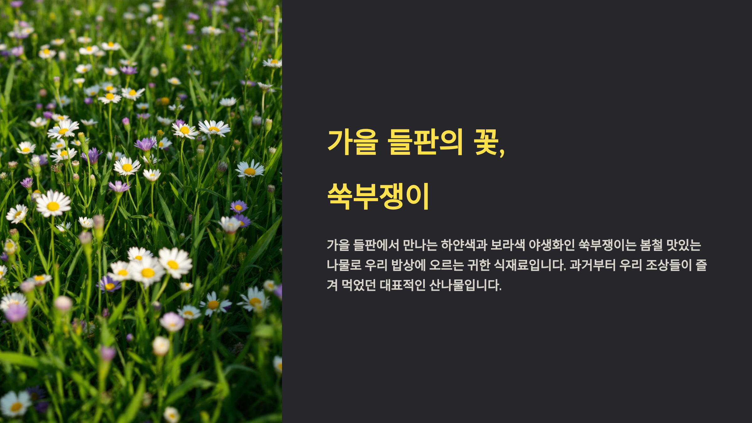 가을 들판의 꽃, 쑥부쟁이를 소개한 PPT 이미지