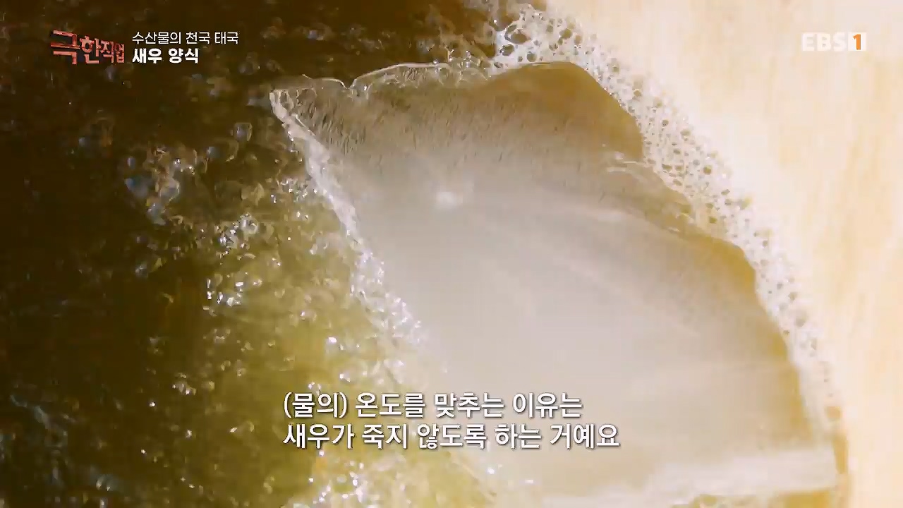 TV - 전 국민의 평생학교 EBS수산물의 천국 태국, 새우 양식과 말린 생선.mp4_20240604_201800.822.jpg