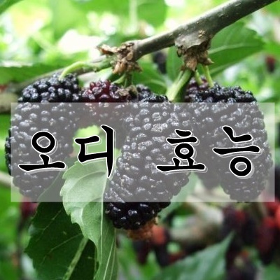  오디 효능