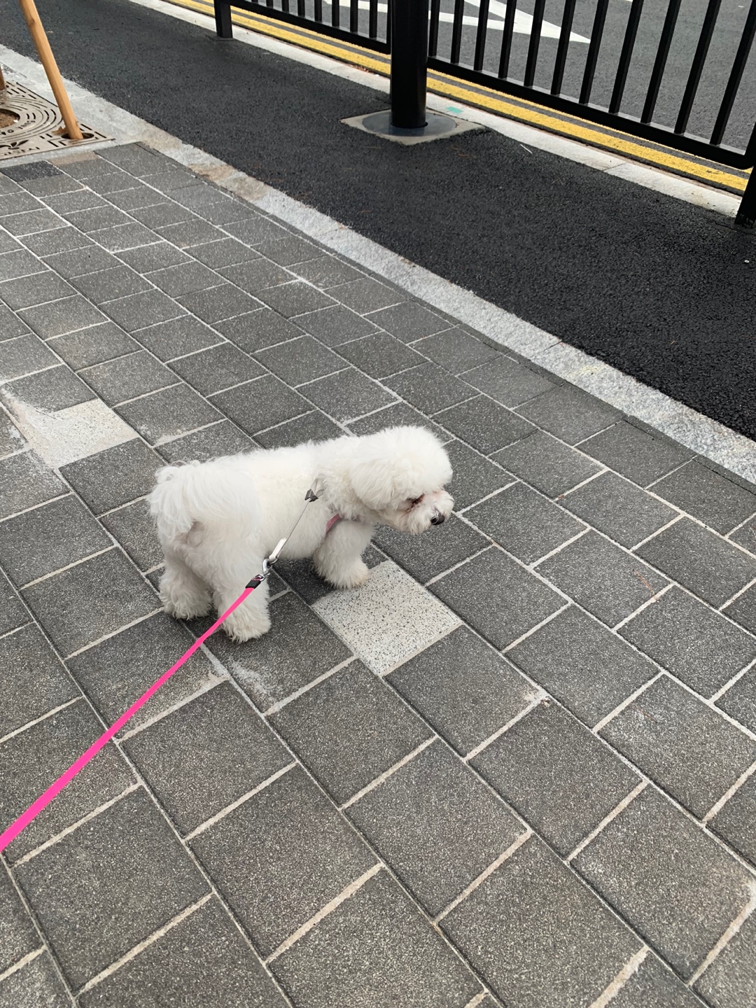 우리집 미니비숑 동구와 함께 동네 한바퀴 산책하는 모습(9)