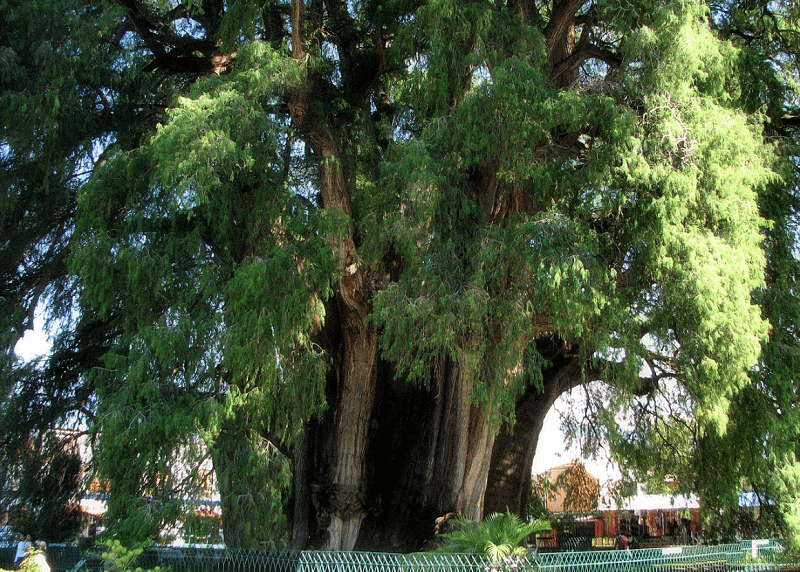 멕시코 툴레의 나무