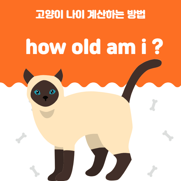 고양이 나이 계산하는 방법 정리