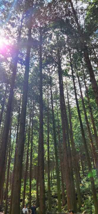 무등산 편백자연휴양림(화순) 편백숲에 들이치는 오전 햇살