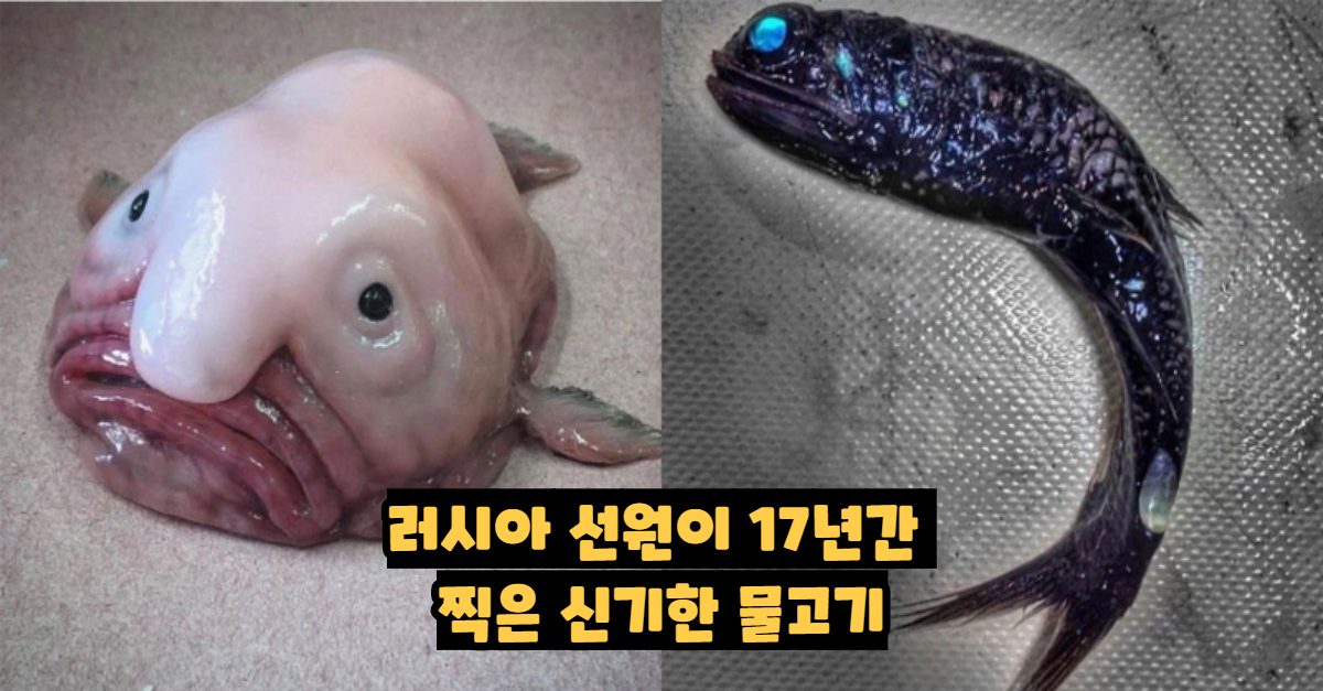  러시아 선원이 17년간 찍은 신기한 물고기