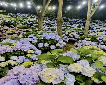 장생포 수국축제_20
