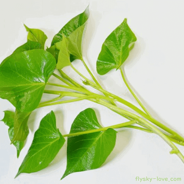 고구마순 고르는 법