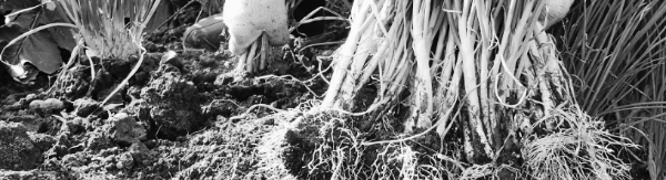 쪽파 재배방법 ❘ 쪽파 키우기: 쪽파 심는시기