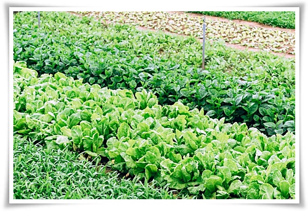 텃밭 "7월에 심기 좋은 작물" 가을 수확을 기대하는 황금 작물!