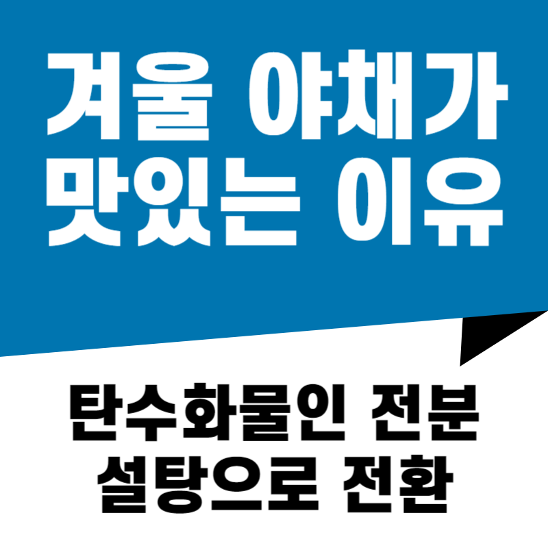 겨울 야채가 맛있는 이유