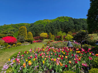 아침 고요 수목원 수국축제