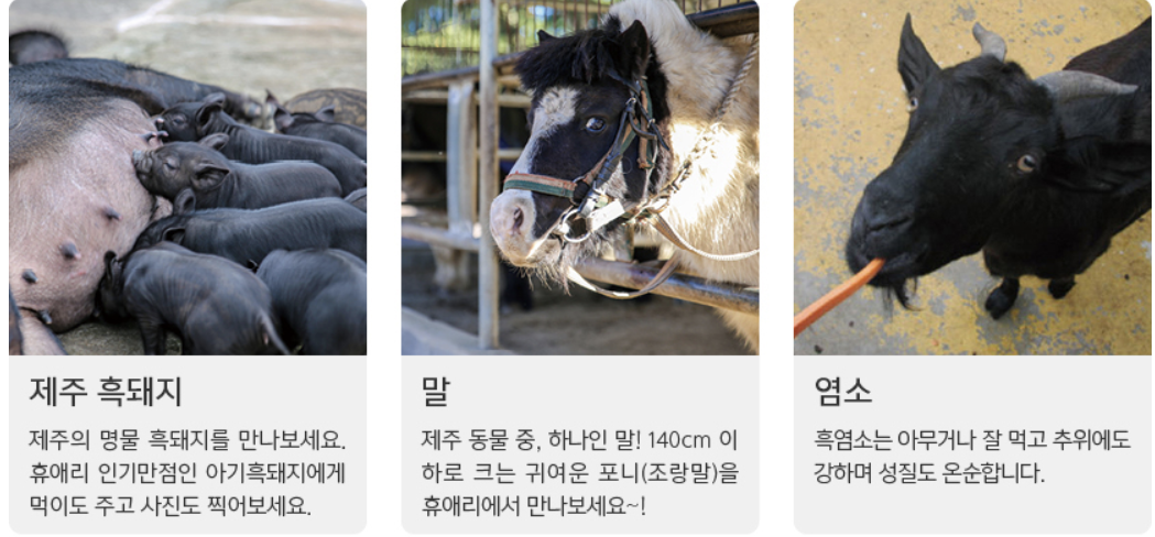 동물체험