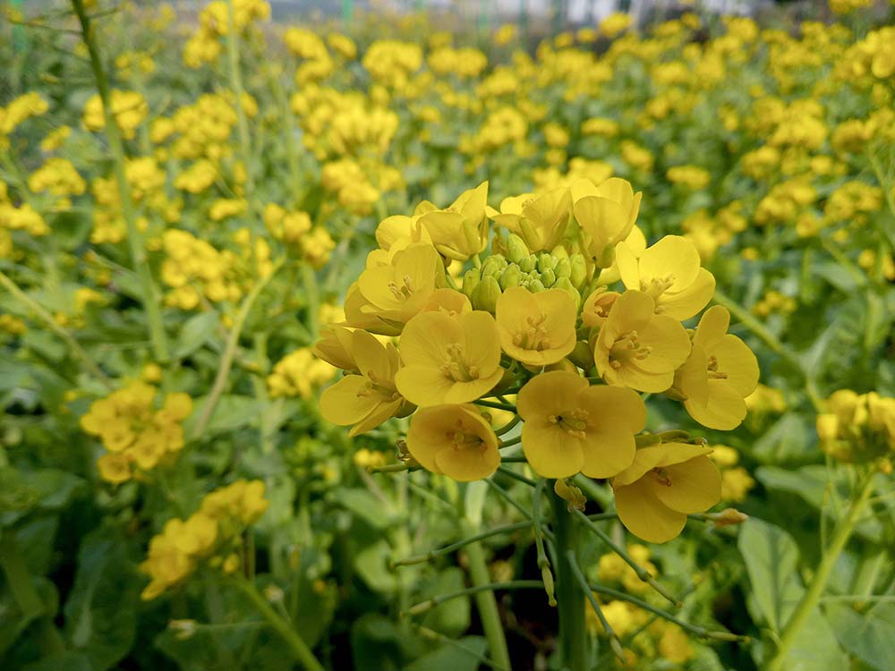 같은 색깔 같은 느낌 다른 꽃: 배추꽃